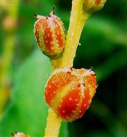  Fruits
